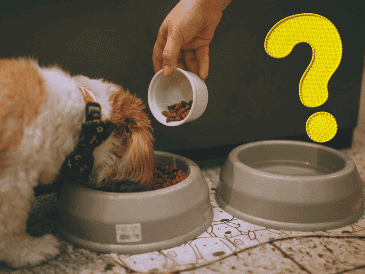 La contaminación generada por la carne que consumen los perros y gatos en Estados Unidos equivale a la contaminación producida por conducir 13,6 millones de autos durante un año. ESPECIAL