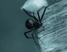 El IMSS aseguró que sí había antídoto, pero que no se le aplicó en primera instancia porque tenían que priorizar la atención de una reacción alérgica grave. ESPECIAL/Unplash