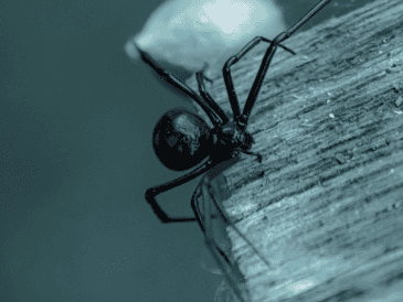 El IMSS aseguró que sí había antídoto, pero que no se le aplicó en primera instancia porque tenían que priorizar la atención de una reacción alérgica grave. ESPECIAL/Unplash