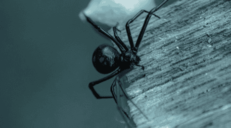 El IMSS aseguró que sí había antídoto, pero que no se le aplicó en primera instancia porque tenían que priorizar la atención de una reacción alérgica grave. ESPECIAL/Unplash