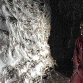 Checos hallan la telaraña más grande del mundo