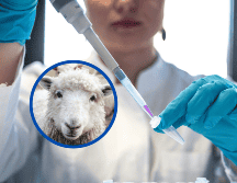 México se alista para una nueva fase de biotecnología con la clonación, un avance que podría contribuir a preservar especies en peligro de extinción. ESPECIAL / UNSPLASH