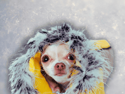 La ropa que se le coloca a los lomitos debe cubrir todo el lomo del perrito. ESPECIAL / CANVA