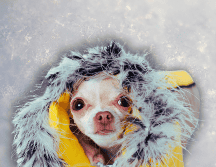 La ropa que se le coloca a los lomitos debe cubrir todo el lomo del perrito. ESPECIAL / CANVA