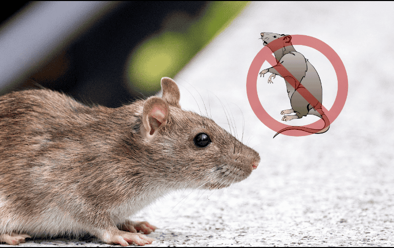 Esta técnica combina limpieza profunda con elementos naturales que cualquier persona puede encontrar en su hogar. ESPECIAL/Canva