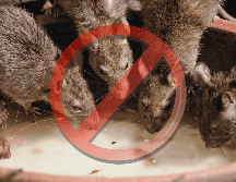 La IA señala que mantener un ambiente ordenado y libre de basura es clave para evitar la plaga de roedores. ESPECIAL