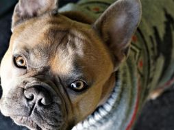 La sensibilidad al frío en los animales varía según su tamaño, edad, tipo de pelaje y condición corporal. Pixabay