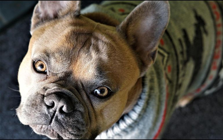 La sensibilidad al frío en los animales varía según su tamaño, edad, tipo de pelaje y condición corporal. Pixabay