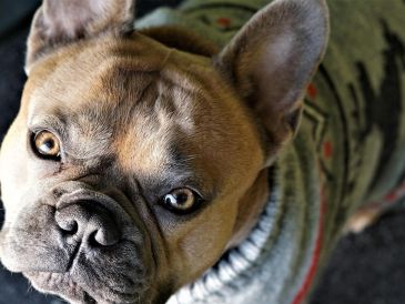 La sensibilidad al frío en los animales varía según su tamaño, edad, tipo de pelaje y condición corporal. Pixabay