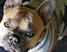 La sensibilidad al frío en los animales varía según su tamaño, edad, tipo de pelaje y condición corporal. Pixabay