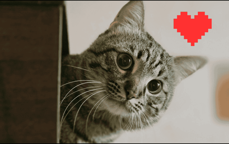 Aunque los gatos son conocidos por comportamientos más independientes que los perros, el estudio destaca que esto no reduce el potencial de conexión emocional. ESPECIAL