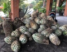 De acuerdo con la Secretaría de Agricultura y Desarrollo Rural, la raicilla es un destilado tradicional de Jalisco elaborado a partir de dos tipos de agave. CORTESÍA