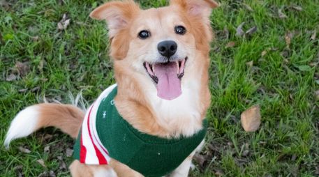 Conoce si es necesario ponerle ropa a tu perro durante el frío. UNSPLASH / A. VASQUEZ