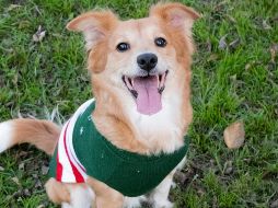 Conoce si es necesario ponerle ropa a tu perro durante el frío. UNSPLASH / A. VASQUEZ