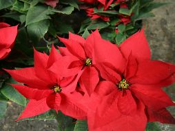 La Nochebuena, cuyo nombre original en náhuatl es cuetlaxóchitl, es una flor endémica de México y Centroamérica. NTX / ARCHIVO