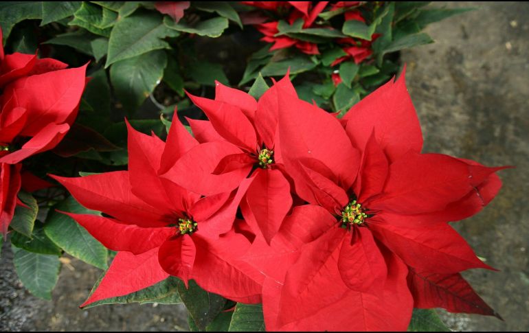 La Nochebuena, cuyo nombre original en náhuatl es cuetlaxóchitl, es una flor endémica de México y Centroamérica. NTX / ARCHIVO