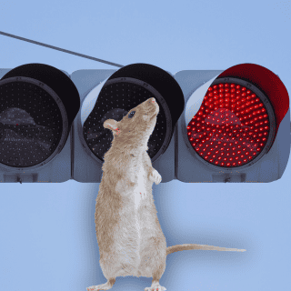 Las culpables del caos vial en Celaya: ¡Ratas sabotean semáforos!