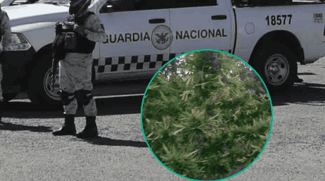 Los dos plantíos fueron localizados en un municipio de Culiacán, Sinaloa. SUN / ARCHIVO / ESPECIAL / SSC