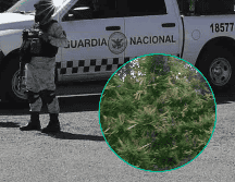 Los dos plantíos fueron localizados en un municipio de Culiacán, Sinaloa. SUN / ARCHIVO / ESPECIAL / SSC