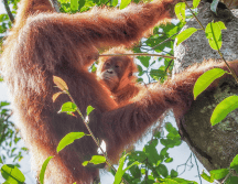 El objetivo siempre es claro: asegurar que el comercio de vida silvestre sea “legal, sostenible y trazable”, sin dejar margen a la extinción de especies. EFE / ARCHIVO