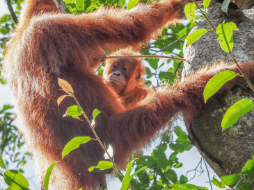 La CITES, un acuerdo internacional concertado entre los gobiernos, ofrece diversos grados de protección a más de 37 mil especies de animales y plantas. EFE / G.  Duvot