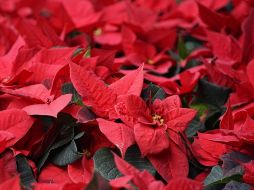 Las Nochebuenas, originarias de México, son parte fundamental de la decoración navideña. CANVA