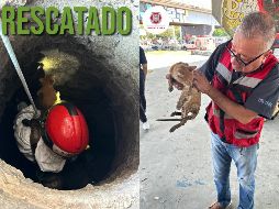 El día de ayer, Bomberos de Guadalajara lograron rescatar a un gato que llevaba varios días atorado en un pozo. ESPECIAL / FACEBOOK Protección Civil y Bomberos GDL