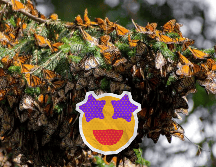 En Michoacán está la Reserva de la Biósfera Mariposa Monarca, una enorme área natural protegida montañosa y boscosa que abarca poco más de 562 kilómetros cuadrados. ESPECIAL / SECTUR MICHOACÁN