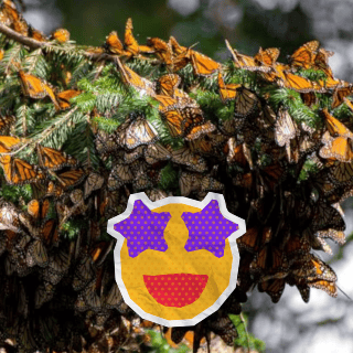 Estos son los santuarios de la mariposa monarca que puedes visitar