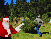 Descubre dónde comprar el árbol de Navidad ideal en CDMX