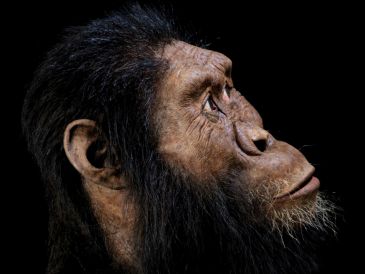 La geología, subraya, que esta especie es clave para entender esa evolución, pues otorga el contexto físico y cronológico que da valor a los fósiles. ARCHIVO / AP