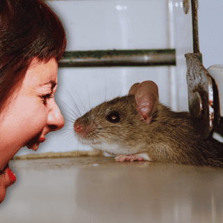 Ahuyenta ratas con solo 2 ingredientes económicos y naturales