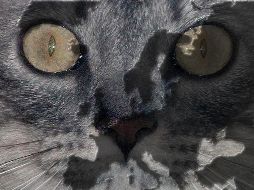 Una investigación marca un cambio de paradigma sobre lo que se creía de la llegada del gato doméstico al mundo europeo. NTX / ARCHIVO