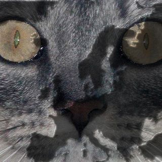 Cambian perspectivas sobre aparición del gato doméstico en Europa