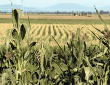 Entre los acuerdos está la exclusión de los granos básicos y las oleaginosas en la próxima negociación del T-MEC. EL INFORMADOR/ARCHIVO