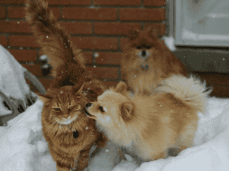 Algunas especias de gatos y perros están más vulnerables con el frío dado su tamaño o falta de pelo. UNSPLASH/Daniel Tuttle