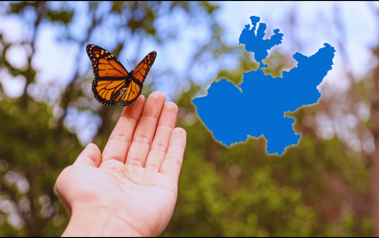 Cada otoño millones de mariposas monarca viajan 4 mil kilómetros desde Canadá y EU hasta los santuarios de Michoacán y el Estado de México para pasar el invierno. ESPECIAL / CANVA