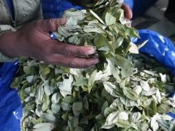 La recomendación final de la Organización Mundial de la Salud (OMS) supone que la hoja de coca siga en esa Lista I. EFE / ARCHIVO