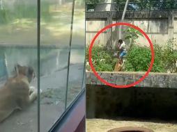 En las imágenes se observa al hombre descendiendo por el tronco de un árbol mientras la leona se aproxima lentamente. EFE