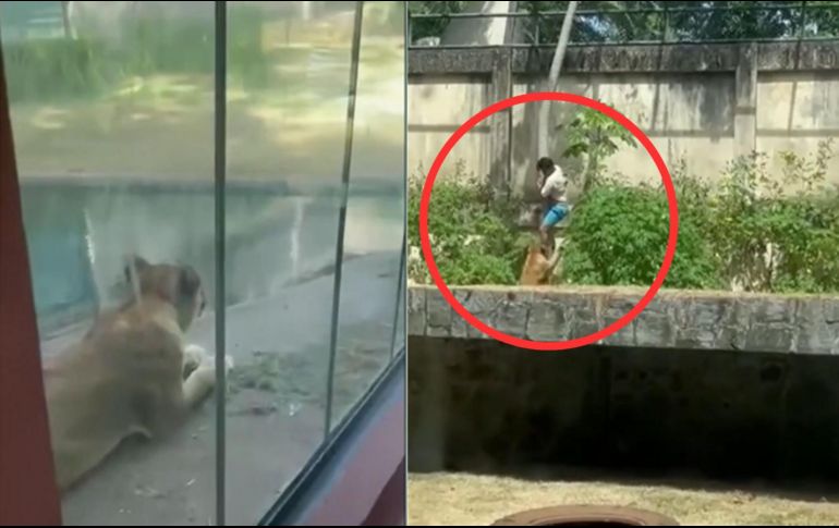 En las imágenes se observa al hombre descendiendo por el tronco de un árbol mientras la leona se aproxima lentamente. EFE