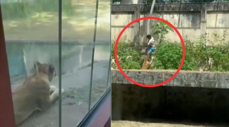 En las imágenes se observa al hombre descendiendo por el tronco de un árbol mientras la leona se aproxima lentamente. EFE