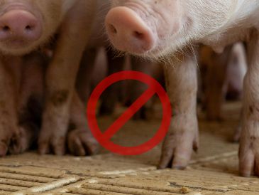 Este bote de peste porcina ha hecho que las granjas de cerdos refuercen su bioseguridad, mientras que las administraciones ya han delimitado zonas de seguridad y vigilancia. ESPECIAL / CANVA