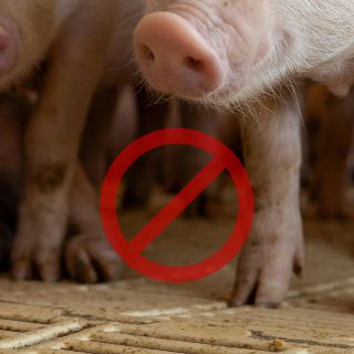 Países que han bloqueado certificados de cerdo español por peste porcina