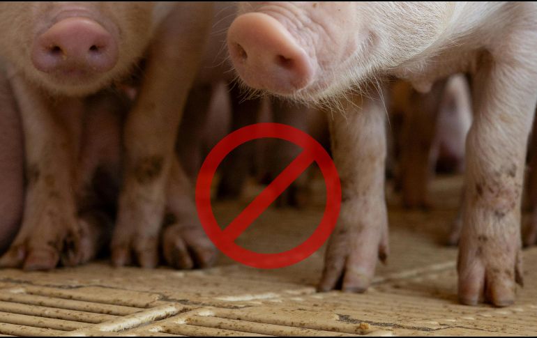 Este bote de peste porcina ha hecho que las granjas de cerdos refuercen su bioseguridad, mientras que las administraciones ya han delimitado zonas de seguridad y vigilancia. ESPECIAL / CANVA