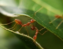 ¿Cuál es la medida que toman las crías de hormiga cuando están enfermas? UNSPLASH / MD_JERRY