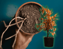 Conoce el truco eficaz para rescatar a tus plantas antes de secarse y devolverles su vitalidad. ESPECIAL/Unplash