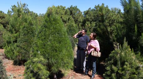En Guadalajara existen alternativas confiables donde puedes adquirir un árbol de calidad para complementar la decoración navideña. EL INFORMADOR/ARCHIVO