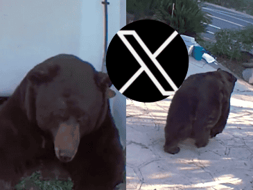 Vecinos han visto al oso deambulando por la zona del vecindario en Altadena, California, y lo han llamado Barry. X / @washingtonpost