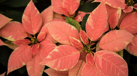 La Secretaría del Medio Ambiente brindó algunos consejos para el cuidado de las nochebuenas. SUN/ ARCHIVO