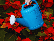 Las nochebuenas necesitan ser regadas cada tercer día, sólo trata de humedecer la tierra pero no llenes la maceta de agua. ESPECIAL / CANVA